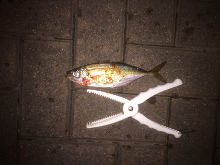 超短時間アジング