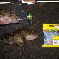 ロックフィシュ*\\(^o^)/*