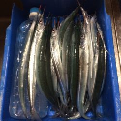 サヨリまだまだ釣れています