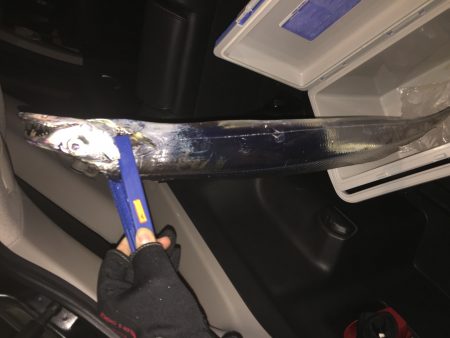 サゴシ不発で太刀魚