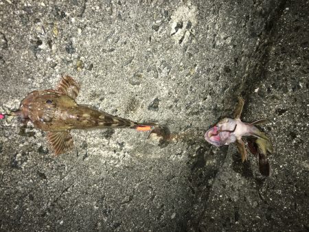 クリスマスカレイ