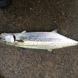 マイポイントで朝練