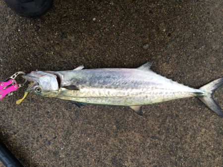 マイポイントで朝練