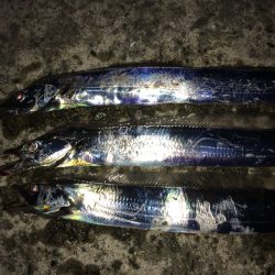 まだ見ぬドラゴン