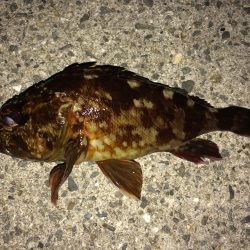 釣り納めin泉南ゴロタ ガシリング