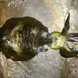 イカ釣ったぞー