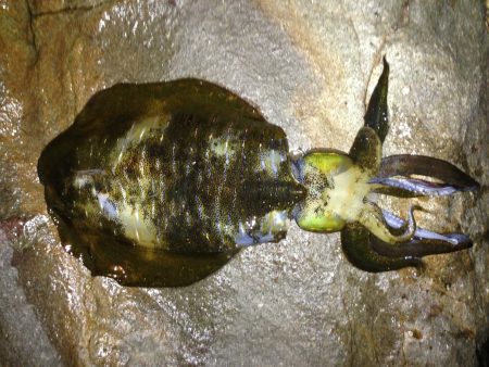 イカ釣ったぞー