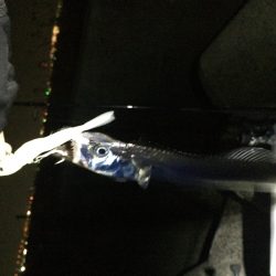 ニューロッドの試投に