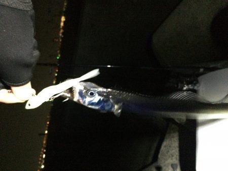 ニューロッドの試投に