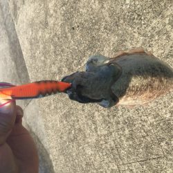 今日もエギング