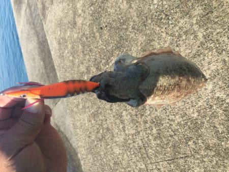 今日もエギング