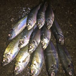 雨で強制終了(>_<)   アジング