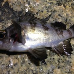 北風ビュービュー