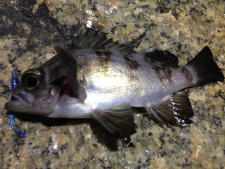 北風ビュービュー