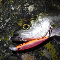 ライトセイゴゲーム