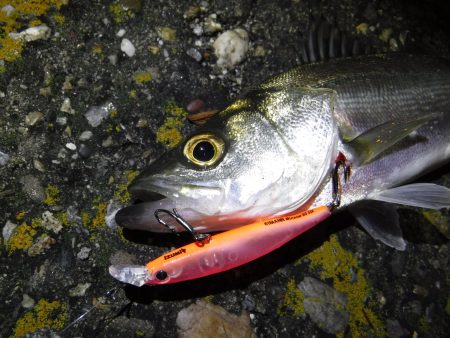 ライトセイゴゲーム