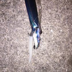 まだまだいけるタチウオ！