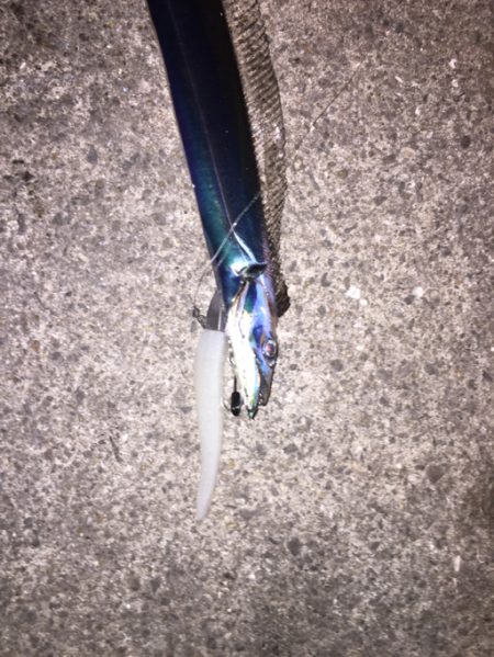 まだまだいけるタチウオ！