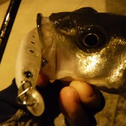 安定のチーバス