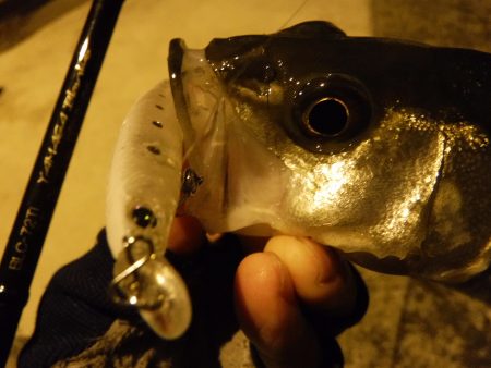 安定のチーバス