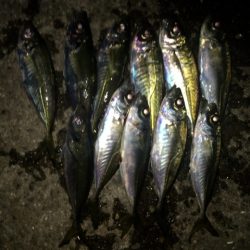 【暗闇でもアジがコンスタントに釣れる条件】