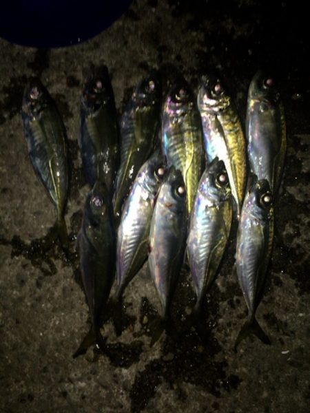 【暗闇でもアジがコンスタントに釣れる条件】…