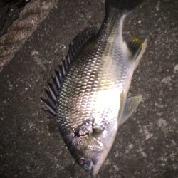 真冬のチニング