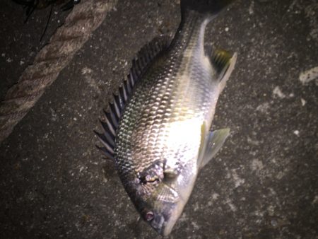 真冬のチニング