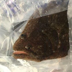 フラットフィッシュ