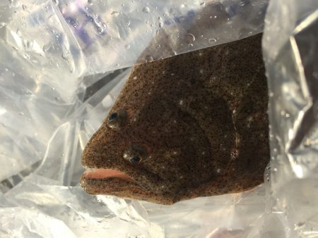 フラットフィッシュ