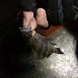 釣り納メバリング