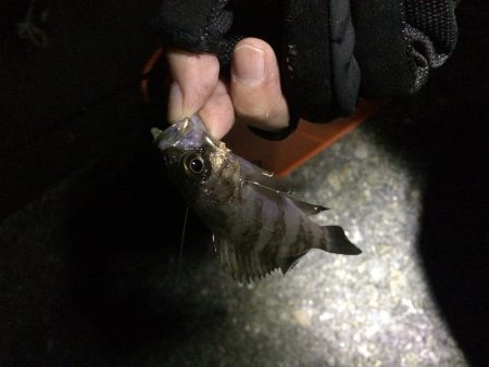 釣り納メバリング