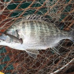 カゴ釣りでチヌ、サゴシ