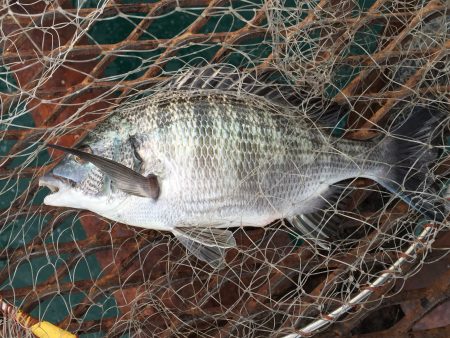 カゴ釣りでチヌ、サゴシ