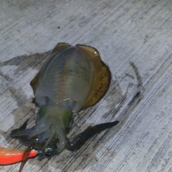 深日新波止にて