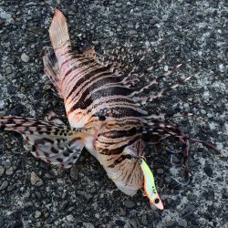 ビースウェイで