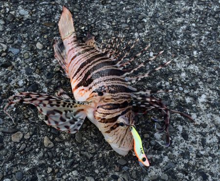 ビースウェイで