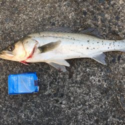 サゴシ狙い→シーバス