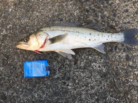 サゴシ狙い→シーバス