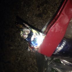 ワインドタチウオ