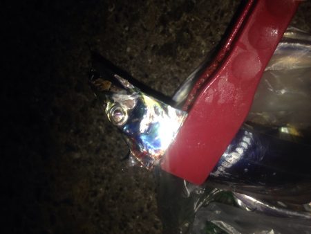 ワインドタチウオ