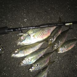 やっとデカアジ？