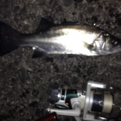 アジ狙いですが…