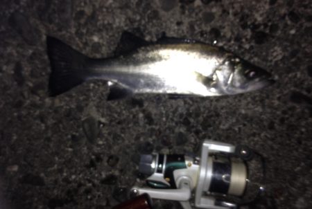 アジ狙いですが…