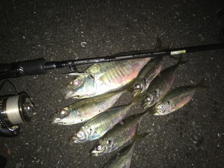 やっとデカアジ？