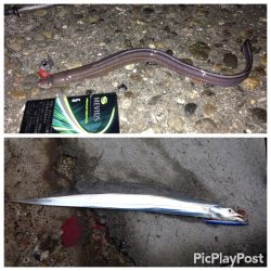 根魚と青物狙いに