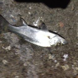 アジがいません！