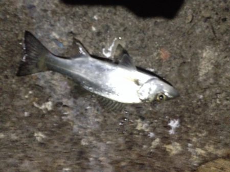 アジがいません！