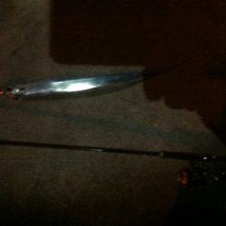 シーバスのはずが…