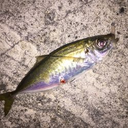 メバ…いや、アジング